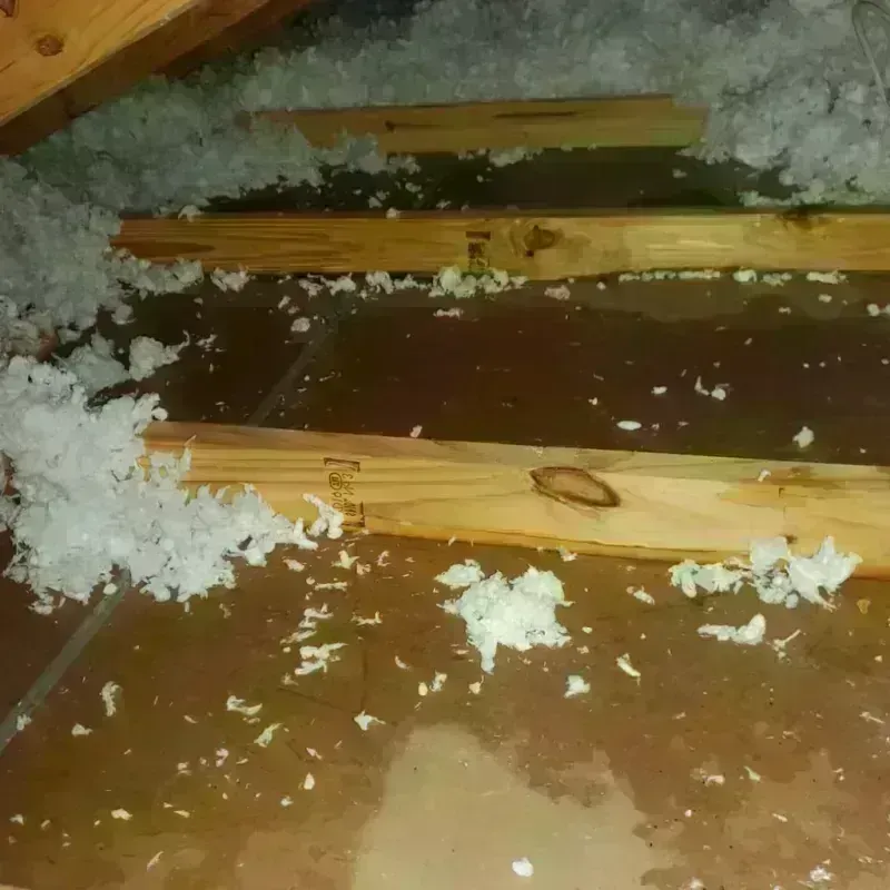 Attic Water Damage in West Columbia, TX