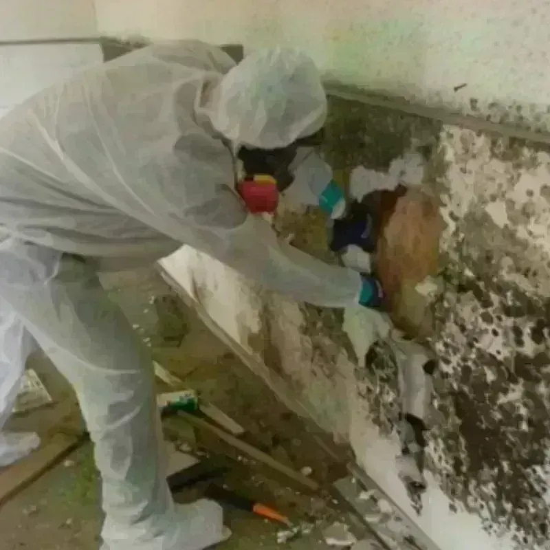 Mold Remediation and Removal in West Columbia, TX